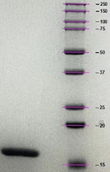 IL-10-3.png IL-10-3.png